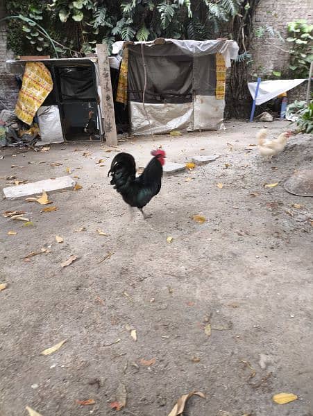 Pure Australop heritage rooster for sale. 4