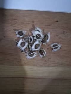 Moringa Seeds (Sohanjana) 0