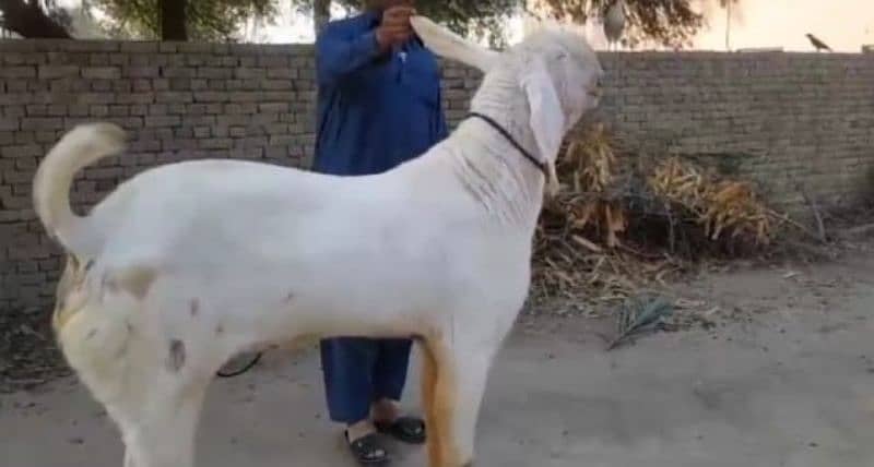 Rajanpuri Bakra For Sale   03278290878 WhatsApp per Message kr Bahi 2