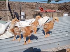 BOVAN's brown chicks 63 GRAM anda dene wali imported breed.