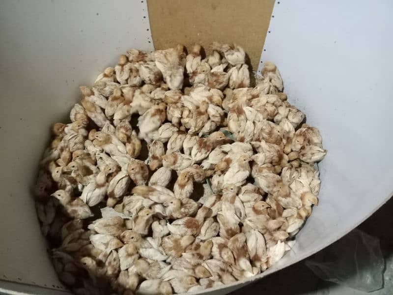 BOVAN's brown chicks 63 GRAM anda dene wali imported breed. 2