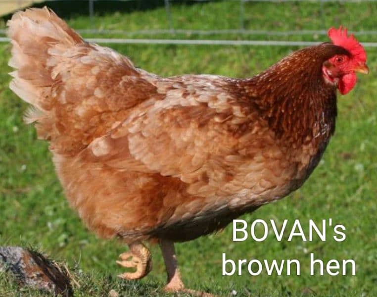 BOVAN's brown chicks 63 GRAM anda dene wali imported breed. 5