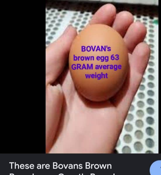 BOVAN's brown chicks 63 GRAM anda dene wali imported breed. 6