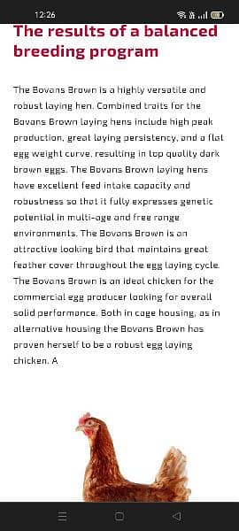 BOVAN's brown chicks 63 GRAM anda dene wali imported breed. 11