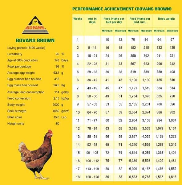BOVAN's brown chicks 63 GRAM anda dene wali imported breed. 17