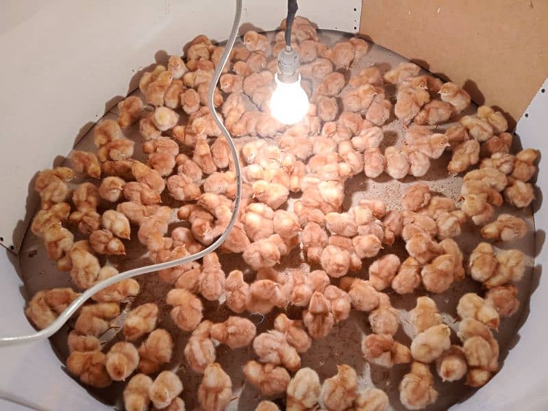BOVAN's brown chicks 63 GRAM anda dene wali imported breed. 18