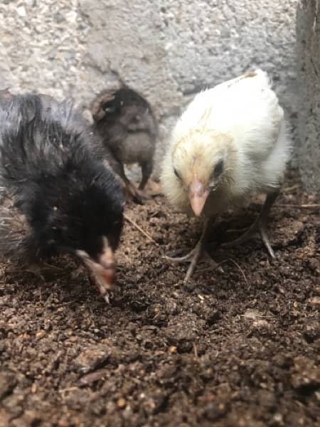 aseel Chicks For sale 3