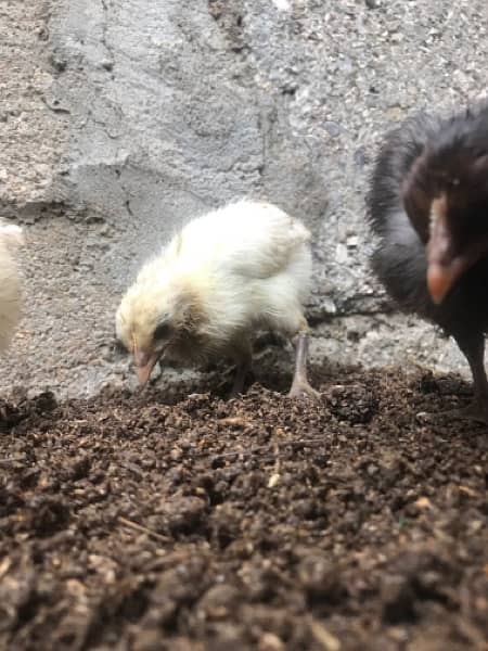aseel Chicks For sale 5