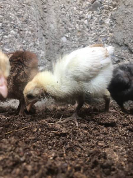 aseel Chicks For sale 9