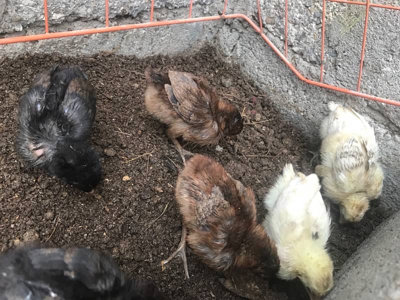 aseel Chicks For sale 10