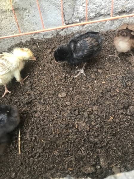 aseel Chicks For sale 11