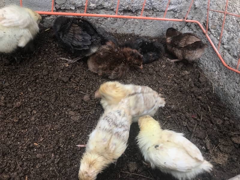 aseel Chicks For sale 12