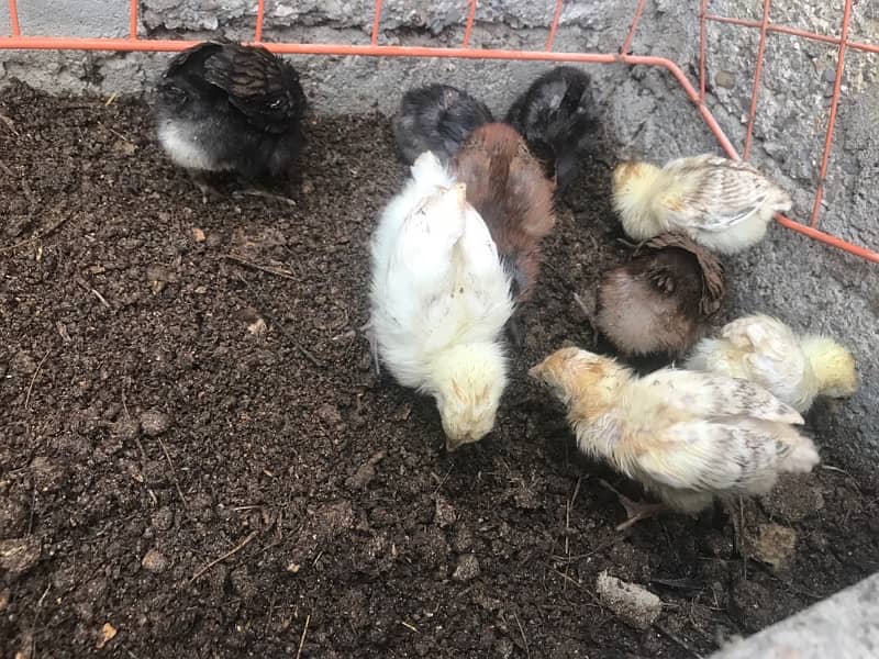 aseel Chicks For sale 14