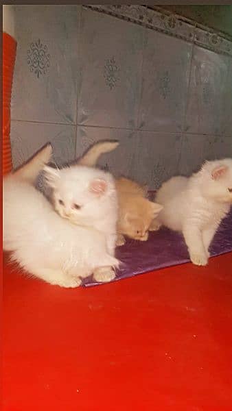 Persian kittens triple coated self feed 1