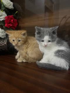 Persian kittens . Punch face . Triple coated