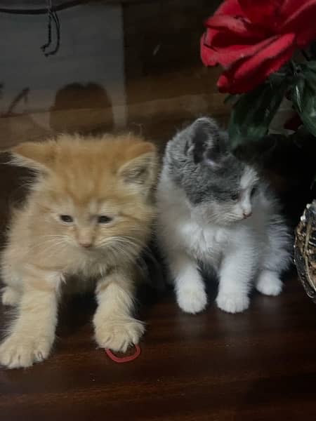 Persian kittens . Punch face . Triple coated 1