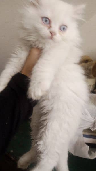 Persian kitten 11