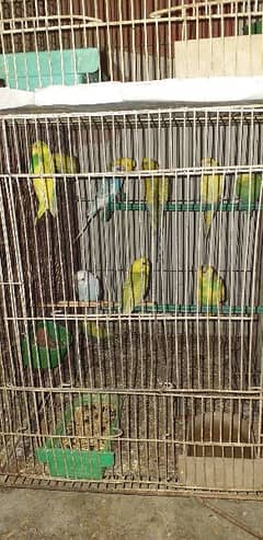 budgies, Finches and Cage for sale