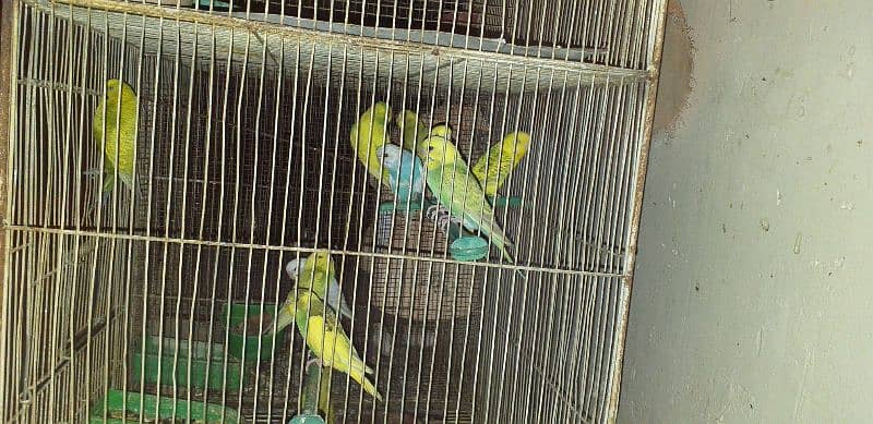 budgies, Finches and Cage for sale 1