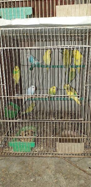 budgies, Finches and Cage for sale 2