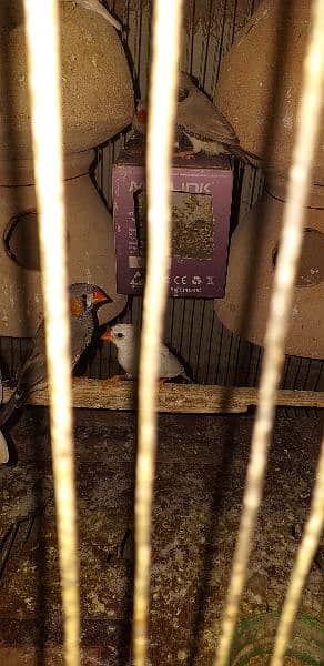 budgies, Finches and Cage for sale 4