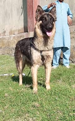 Alsheshan bhagyary Male Dog For sale /Alsheshan dog