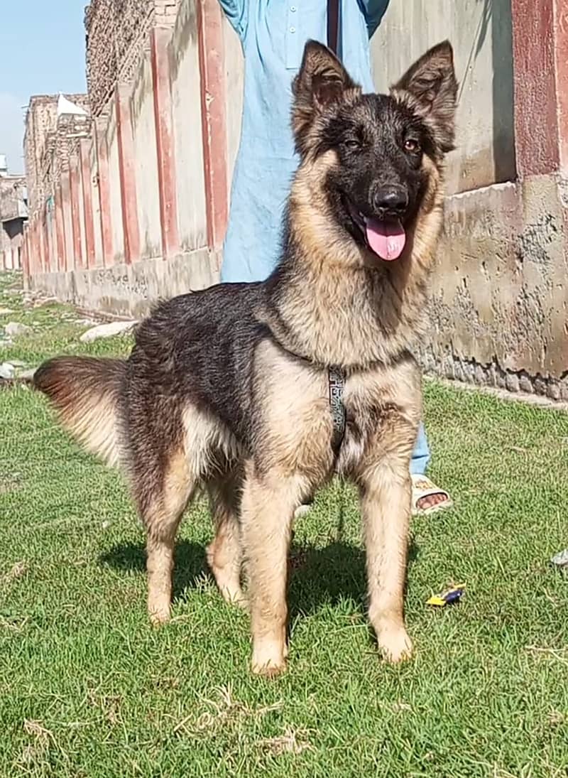Alsheshan bhagyary Male Dog For sale /Alsheshan dog 1