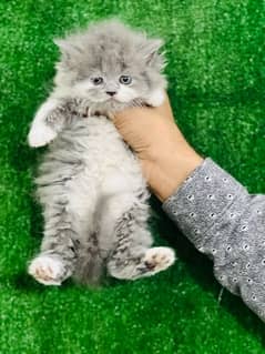 bicolor female Persian kitten for sale (03035935312)