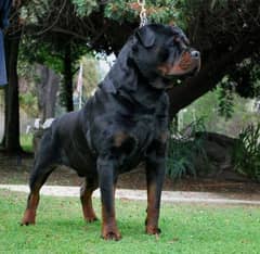 rottwiler dog only sale +966590271481 whatsup 0