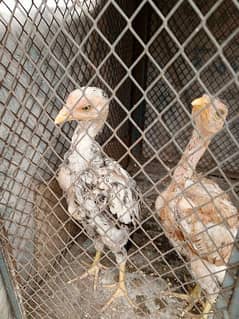 Aseel chicks pair for sale pure ganoi breed