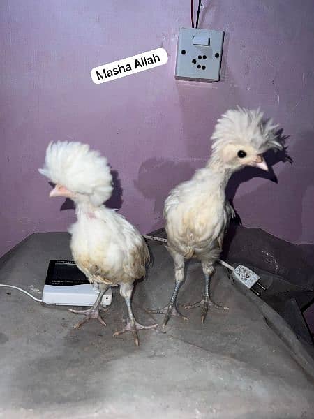 Black Polish chicks and aseel 1