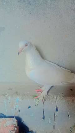 pigeon 0