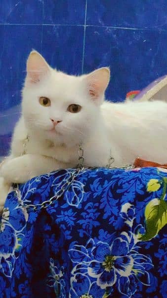 white colour cat 1