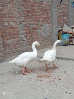 dacks pair for sale bachay bhi deti Hain 0