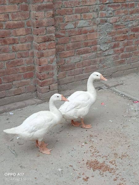 dacks pair for sale bachay bhi deti Hain 1