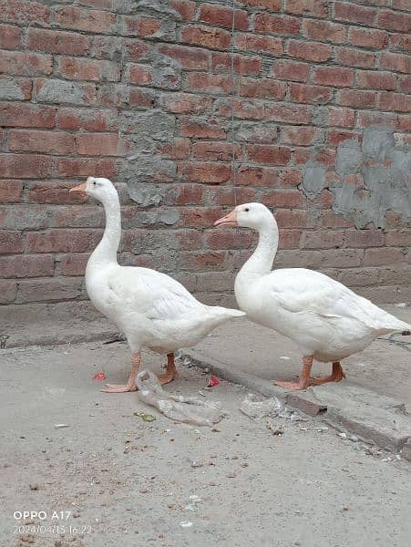 dacks pair for sale bachay bhi deti Hain 4