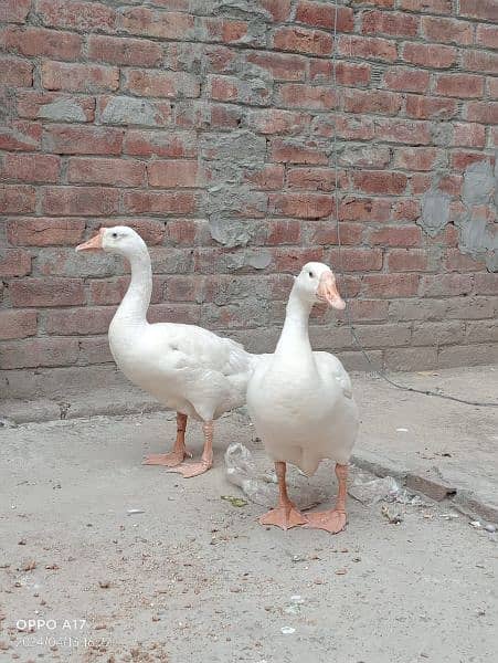 dacks pair for sale bachay bhi deti Hain 5