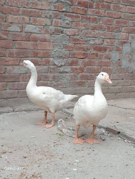 dacks pair for sale bachay bhi deti Hain 6
