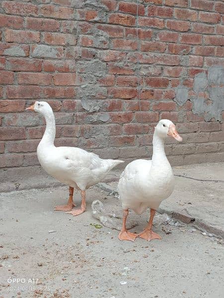 dacks pair for sale bachay bhi deti Hain 7