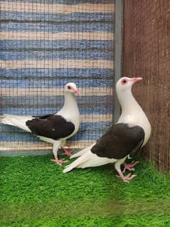 Franconian chicks pair 3 Kali  home bread available 0