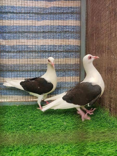 Franconian chicks pair 3 Kali  home bread available 1