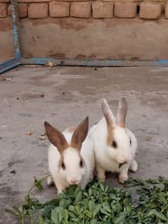 3 month 5 rabbits 500 each