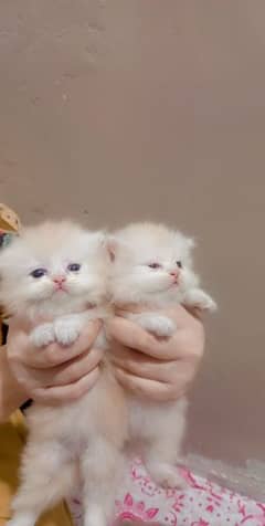 pure punch face triple coated kittens available 0