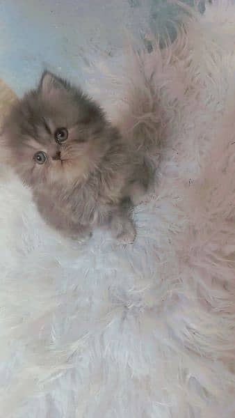 pure punch face triple coated kittens available 1