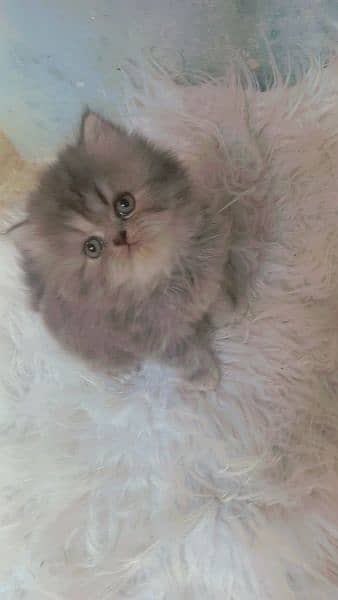 pure punch face triple coated kittens available 2