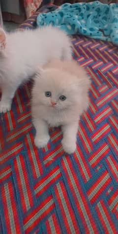 pure punch face triple coated kitten available 0
