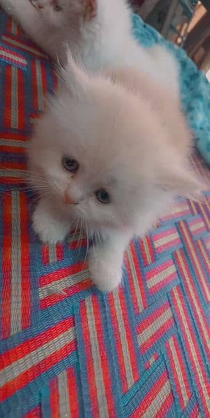 pure punch face triple coated kittens available 4