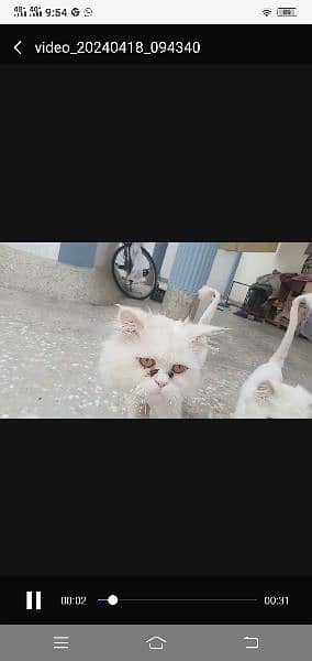 8 months cat for sale name letter train what's up number 03309821887 1