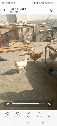 Egg laying Golden hens for sale 0