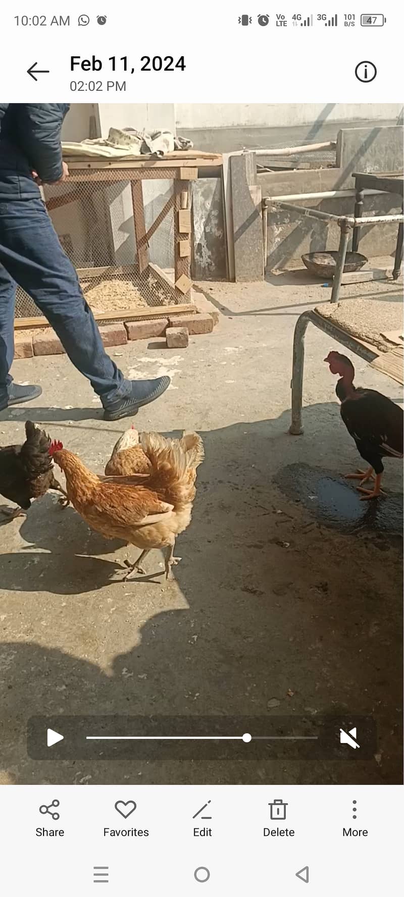 Egg laying Golden hens for sale 1